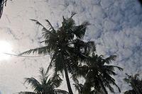 The G5-palm