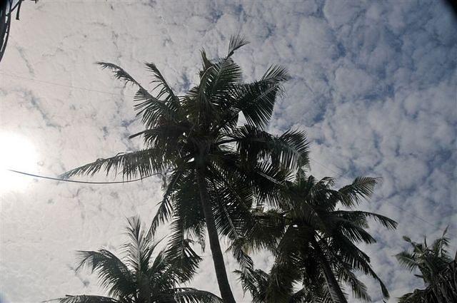 The G5-palm